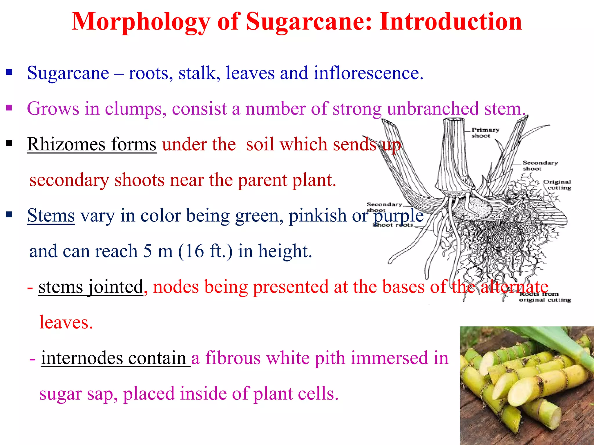 Morphology of Sugarcane: Introduction
 Sugarcane – roots, stalk, leaves and inflorescence.
 Grows in clumps, consist a number of strong unbranched stem.
 Rhizomes forms under the soil which sends up
secondary shoots near the parent plant.
 Stems vary in color being green, pinkish or purple Stems vary in color being green, pinkish or purple
and can reach 5 m (16 ft.) in height.
- stems jointed, nodes being presented at the bases of the alternate
leaves.
- internodes contain a fibrous white pith immersed in
sugar sap, placed inside of plant cells.
 