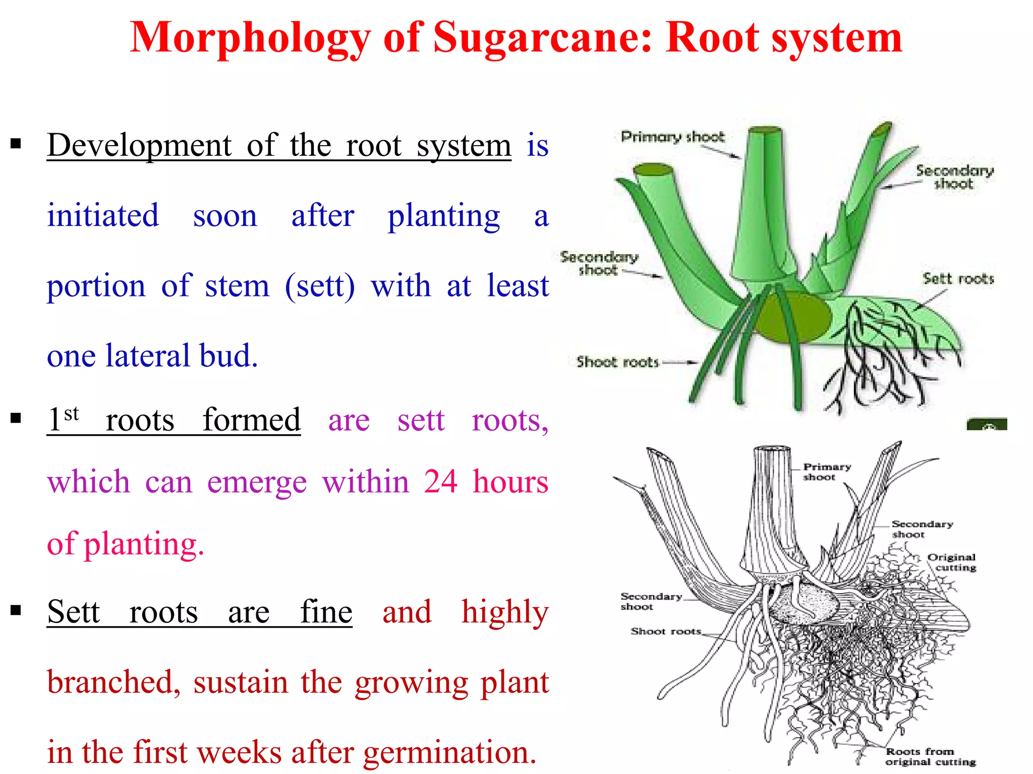 Morphology of Sugarcane: Root system
 Development of the root system is
initiated soon after planting a
portion of stem (sett) with at least
one lateral bud.
 1st roots formed are sett roots,
which can emerge within 24 hours
of planting.
 Sett roots are fine and highly
branched, sustain the growing plant
in the first weeks after germination.
 