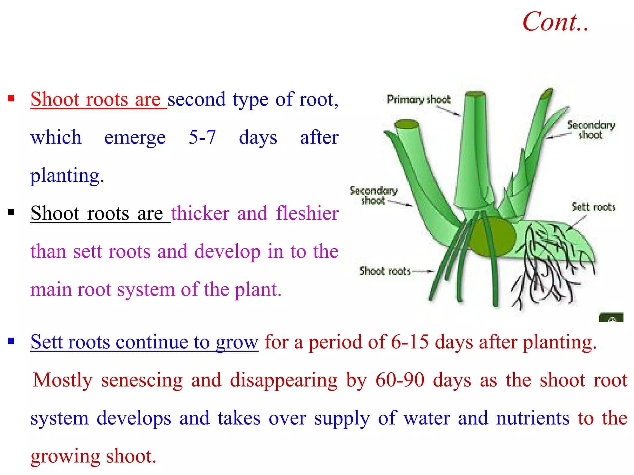  Shoot roots are second type of root,
which emerge 5-7 days after
planting.
 Shoot roots are thicker and fleshier
Cont..
than sett roots and develop in to the
main root system of the plant.
 Sett roots continue to grow for a period of 6-15 days after planting.
Mostly senescing and disappearing by 60-90 days as the shoot root
system develops and takes over supply of water and nutrients to the
growing shoot.
 