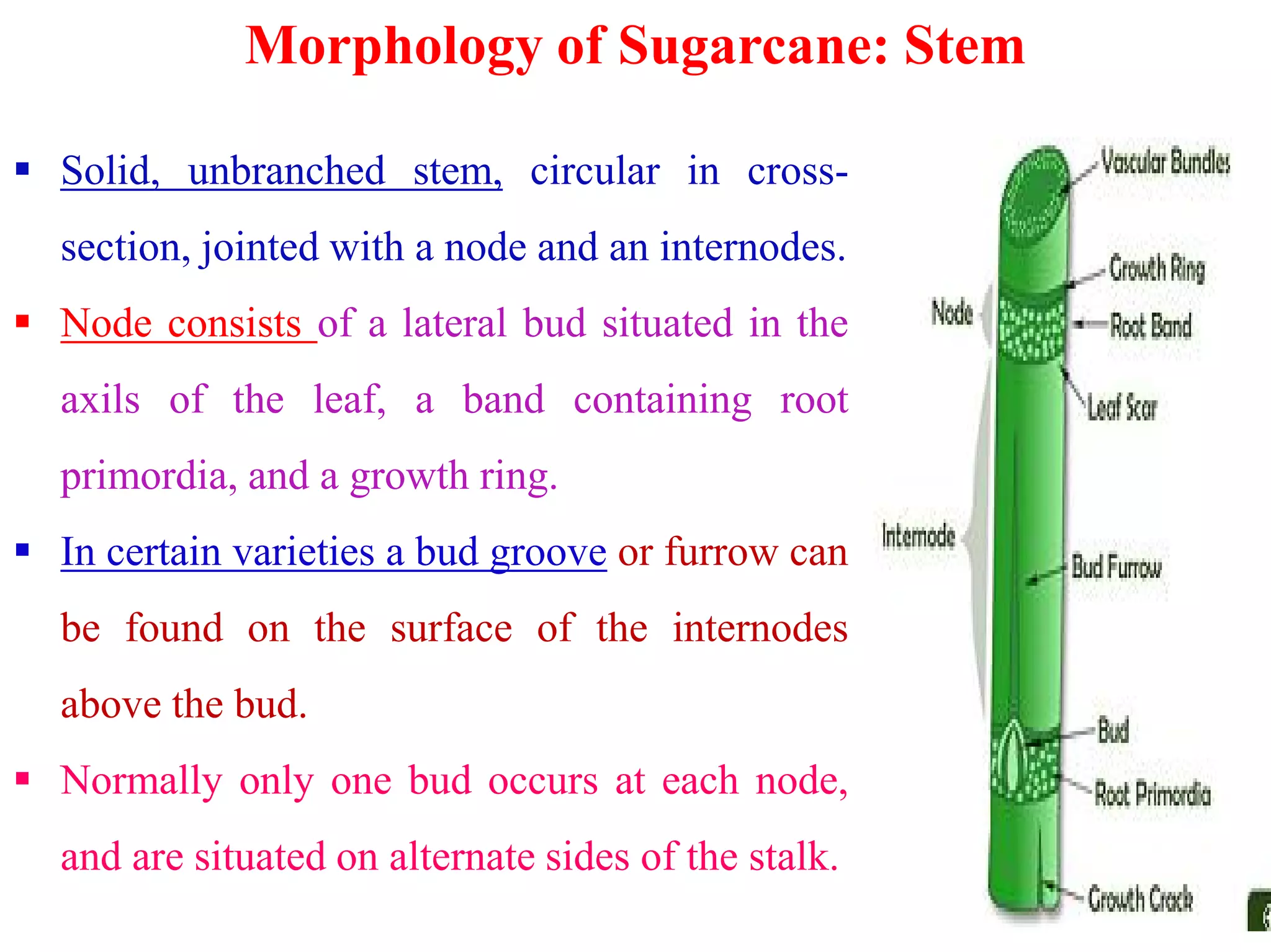 Morphology of Sugarcane: Stem
 Solid, unbranched stem, circular in cross-
section, jointed with a node and an internodes.
 Node consists of a lateral bud situated in the
axils of the leaf, a band containing root
primordia, and a growth ring.primordia, and a growth ring.
 In certain varieties a bud groove or furrow can
be found on the surface of the internodes
above the bud.
 Normally only one bud occurs at each node,
and are situated on alternate sides of the stalk.
 