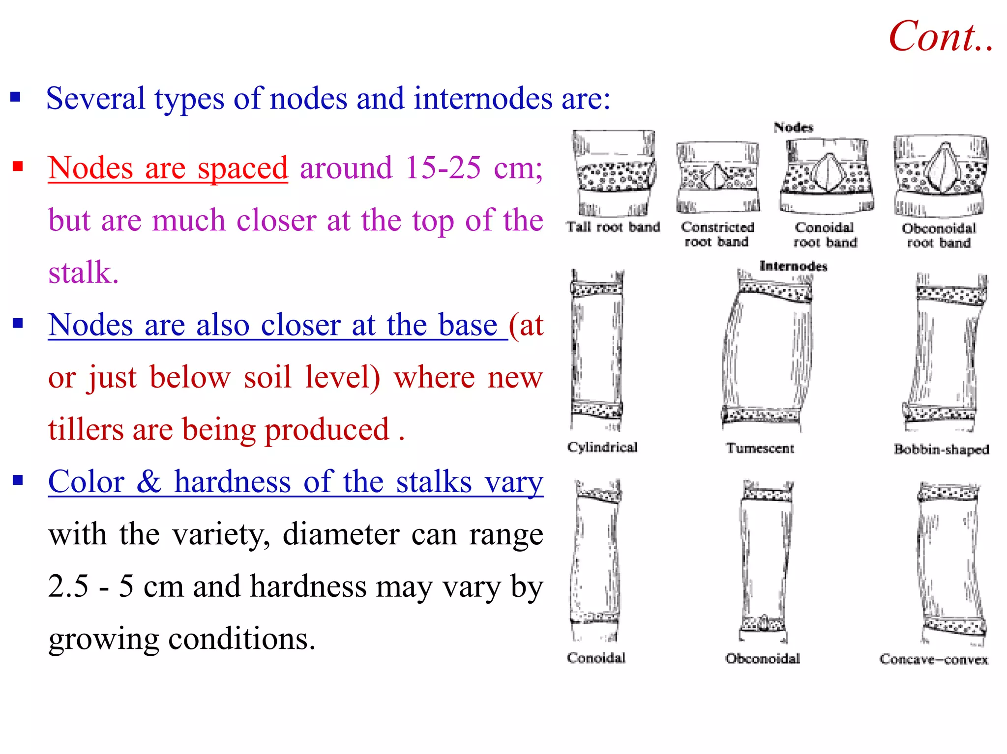 Cont..
 Several types of nodes and internodes are:
 Nodes are spaced around 15-25 cm;
but are much closer at the top of the
stalk.
 Nodes are also closer at the base (at
or just below soil level) where newor just below soil level) where new
tillers are being produced .
 Color & hardness of the stalks vary
with the variety, diameter can range
2.5 - 5 cm and hardness may vary by
growing conditions.
 