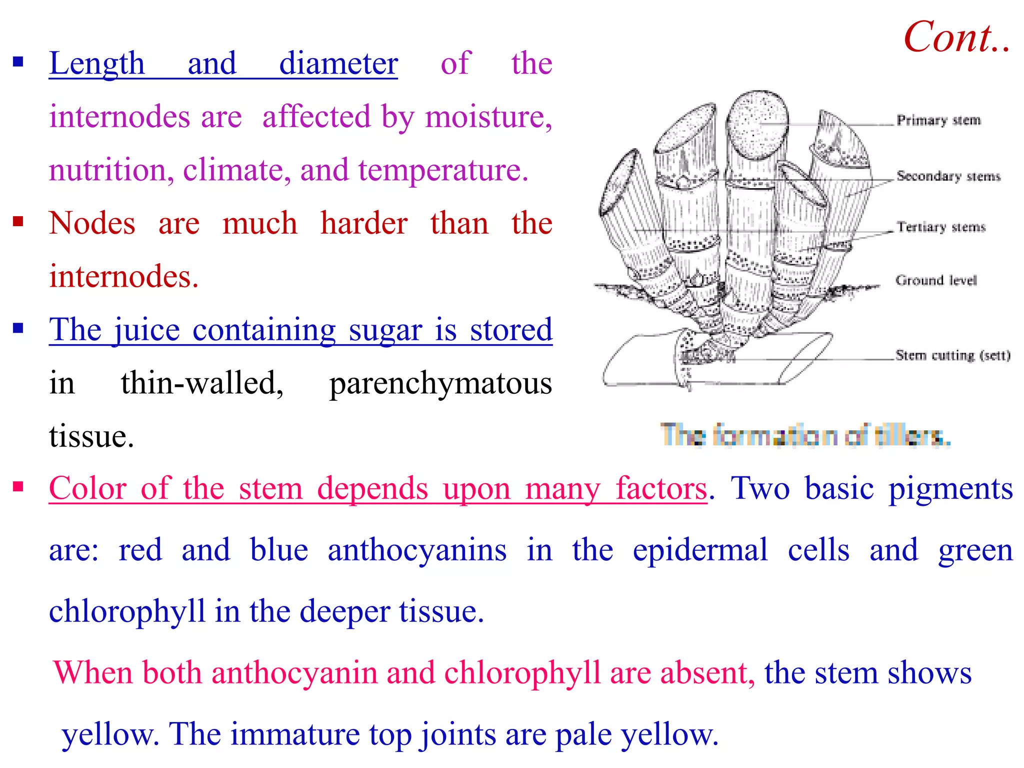 Cont.. Length and diameter of the
internodes are affected by moisture,
nutrition, climate, and temperature.
 Nodes are much harder than the
internodes.
 The juice containing sugar is stored
in thin-walled, parenchymatousin thin-walled, parenchymatous
tissue.
 Color of the stem depends upon many factors. Two basic pigments
are: red and blue anthocyanins in the epidermal cells and green
chlorophyll in the deeper tissue.
When both anthocyanin and chlorophyll are absent, the stem shows
yellow. The immature top joints are pale yellow.
 
