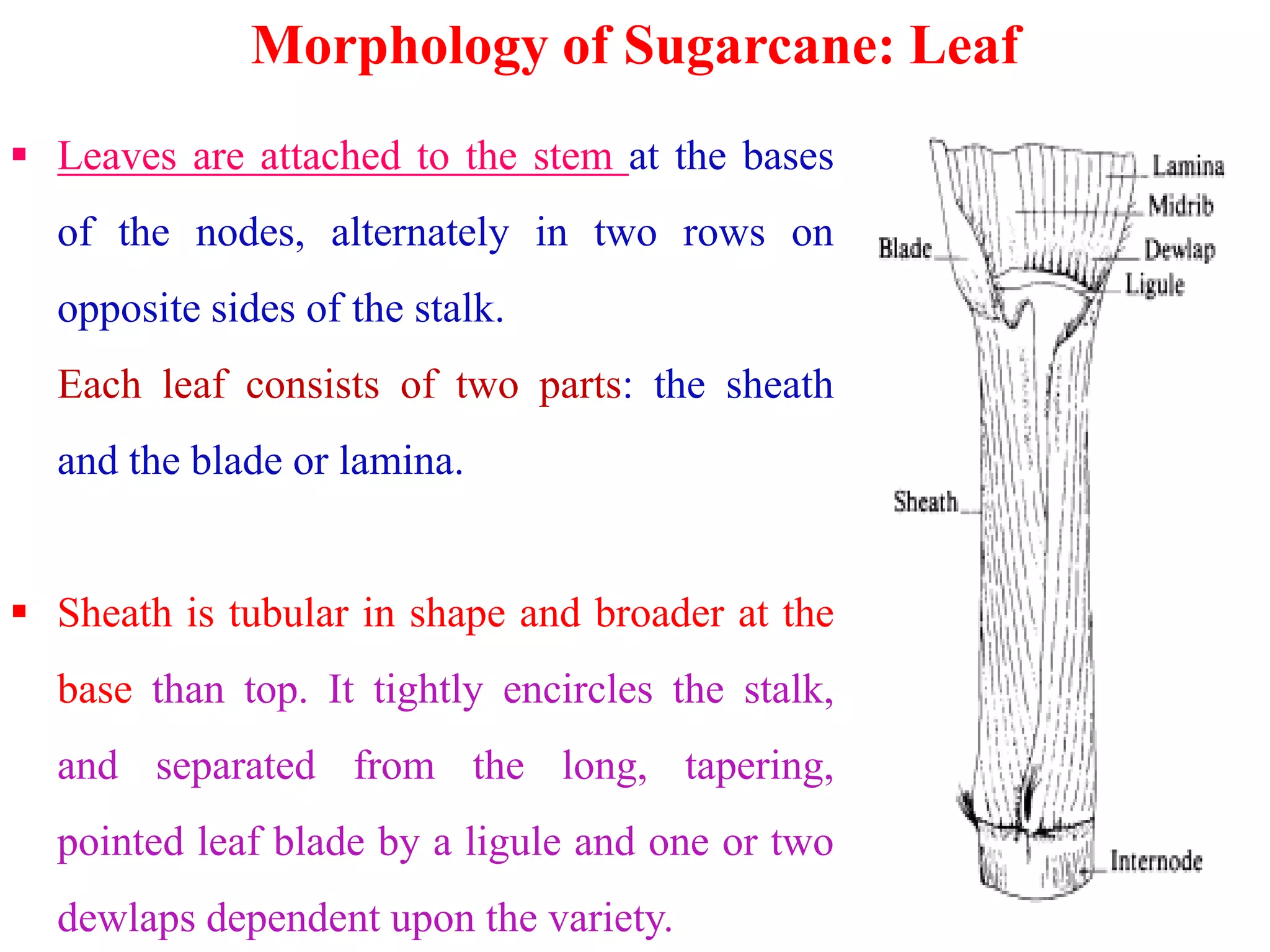 Morphology of Sugarcane: Leaf
 Leaves are attached to the stem at the bases
of the nodes, alternately in two rows on
opposite sides of the stalk.
Each leaf consists of two parts: the sheath
and the blade or lamina.and the blade or lamina.
 Sheath is tubular in shape and broader at the
base than top. It tightly encircles the stalk,
and separated from the long, tapering,
pointed leaf blade by a ligule and one or two
dewlaps dependent upon the variety.
 