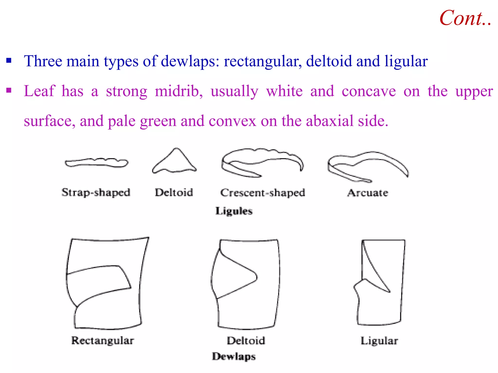  Three main types of dewlaps: rectangular, deltoid and ligular
 Leaf has a strong midrib, usually white and concave on the upper
surface, and pale green and convex on the abaxial side.
Cont..
 