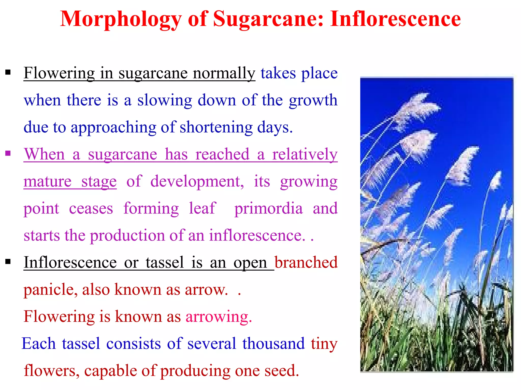 Morphology of Sugarcane: Inflorescence
 Flowering in sugarcane normally takes place
when there is a slowing down of the growth
due to approaching of shortening days.
 When a sugarcane has reached a relatively
mature stage of development, its growing
point ceases forming leaf primordia and
starts the production of an inflorescence. .
 Inflorescence or tassel is an open branched
panicle, also known as arrow. .
Flowering is known as arrowing.
Each tassel consists of several thousand tiny
flowers, capable of producing one seed.
 