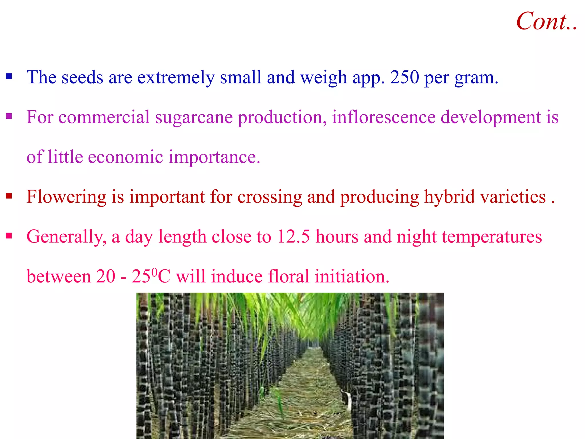 Cont..
 The seeds are extremely small and weigh app. 250 per gram.
 For commercial sugarcane production, inflorescence development is
of little economic importance.
 Flowering is important for crossing and producing hybrid varieties .
 Generally, a day length close to 12.5 hours and night temperatures
between 20 - 250C will induce floral initiation.
 