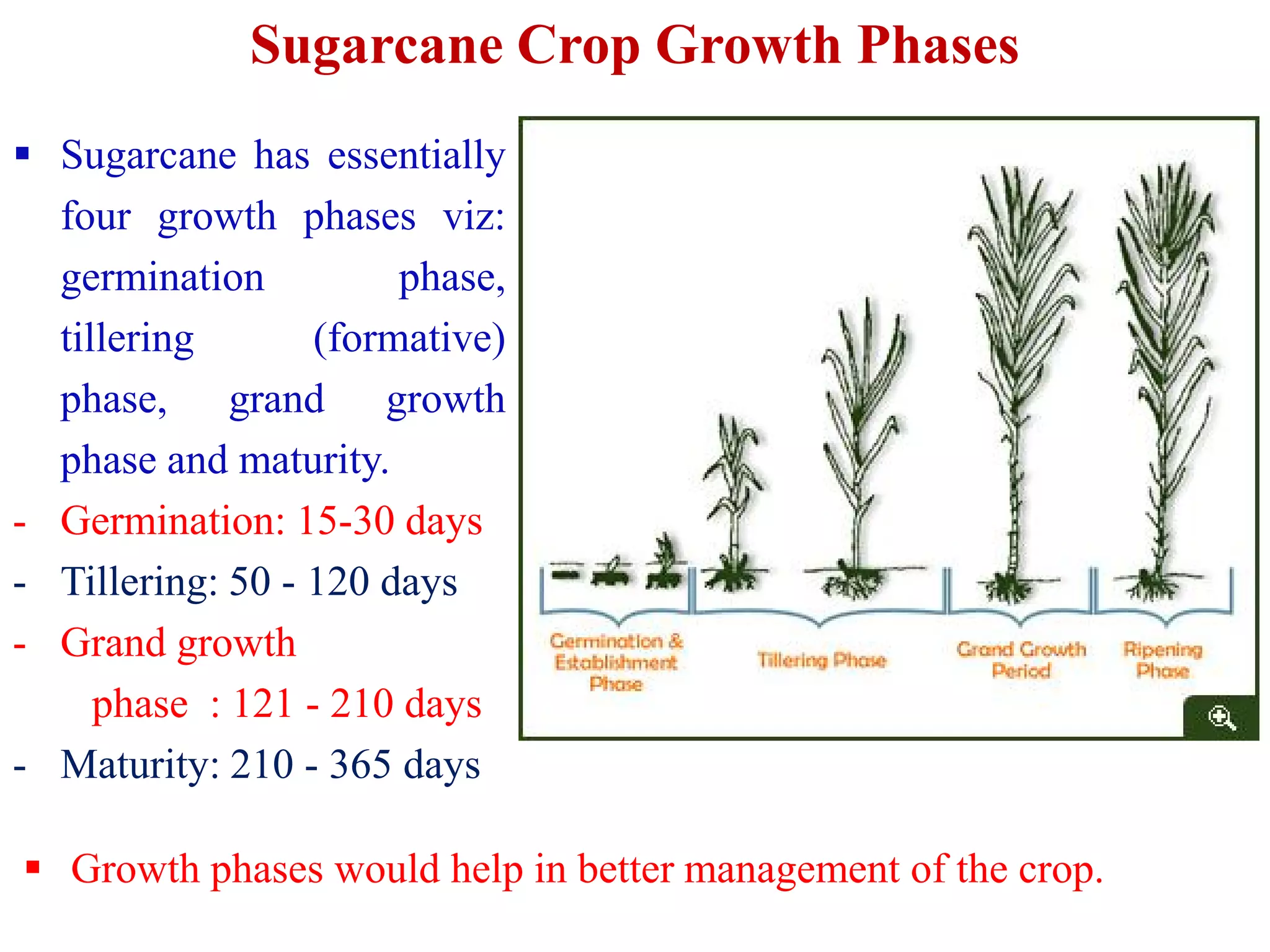 Sugarcane Crop Growth Phases
 Sugarcane has essentially
four growth phases viz:
germination phase,
tillering (formative)
phase, grand growth
phase and maturity.phase and maturity.
- Germination: 15-30 days
- Tillering: 50 - 120 days
- Grand growth
phase : 121 - 210 days
- Maturity: 210 - 365 days
 Growth phases would help in better management of the crop.
 