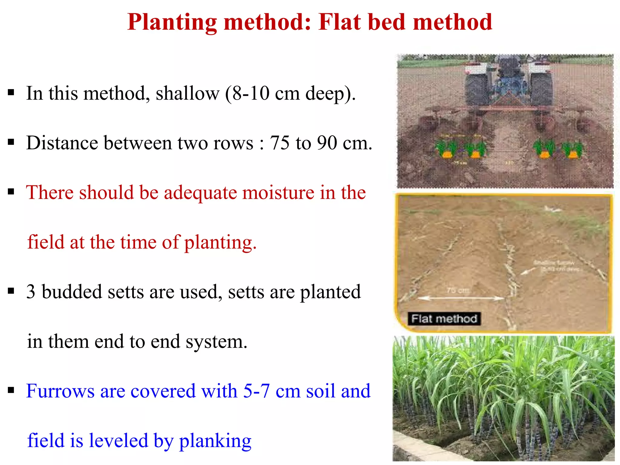  In this method, shallow (8-10 cm deep).
 Distance between two rows : 75 to 90 cm.
 There should be adequate moisture in the
field at the time of planting.
Planting method: Flat bed method
field at the time of planting.
 3 budded setts are used, setts are planted
in them end to end system.
 Furrows are covered with 5-7 cm soil and
field is leveled by planking
 