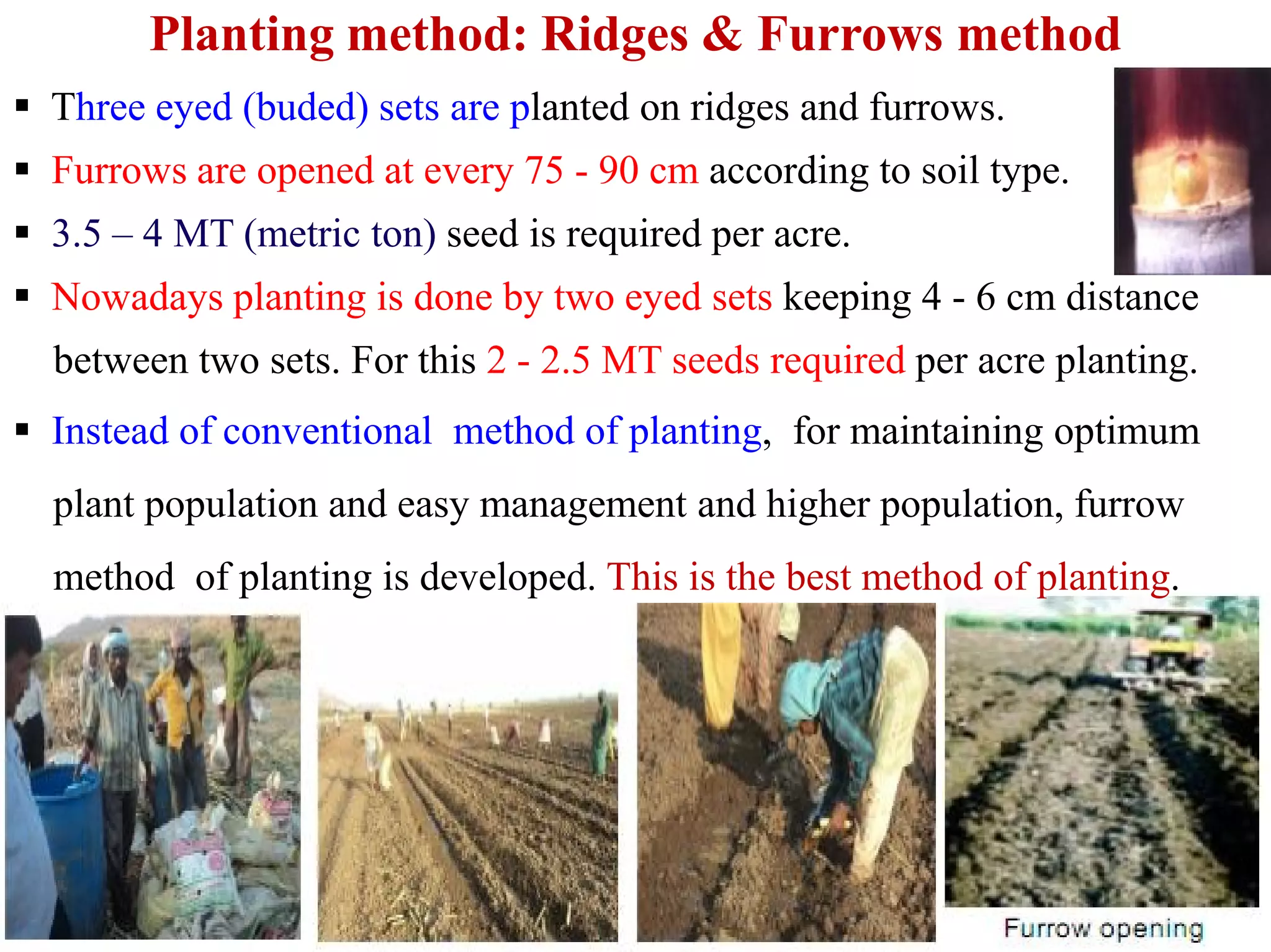 Planting method: Ridges & Furrows method
 Three eyed (buded) sets are planted on ridges and furrows.
 Furrows are opened at every 75 - 90 cm according to soil type.
 3.5 – 4 MT (metric ton) seed is required per acre.
 Nowadays planting is done by two eyed sets keeping 4 - 6 cm distance
between two sets. For this 2 - 2.5 MT seeds required per acre planting.
 Instead of conventional method of planting, for maintaining optimum
plant population and easy management and higher population, furrow
method of planting is developed. This is the best method of planting.
 