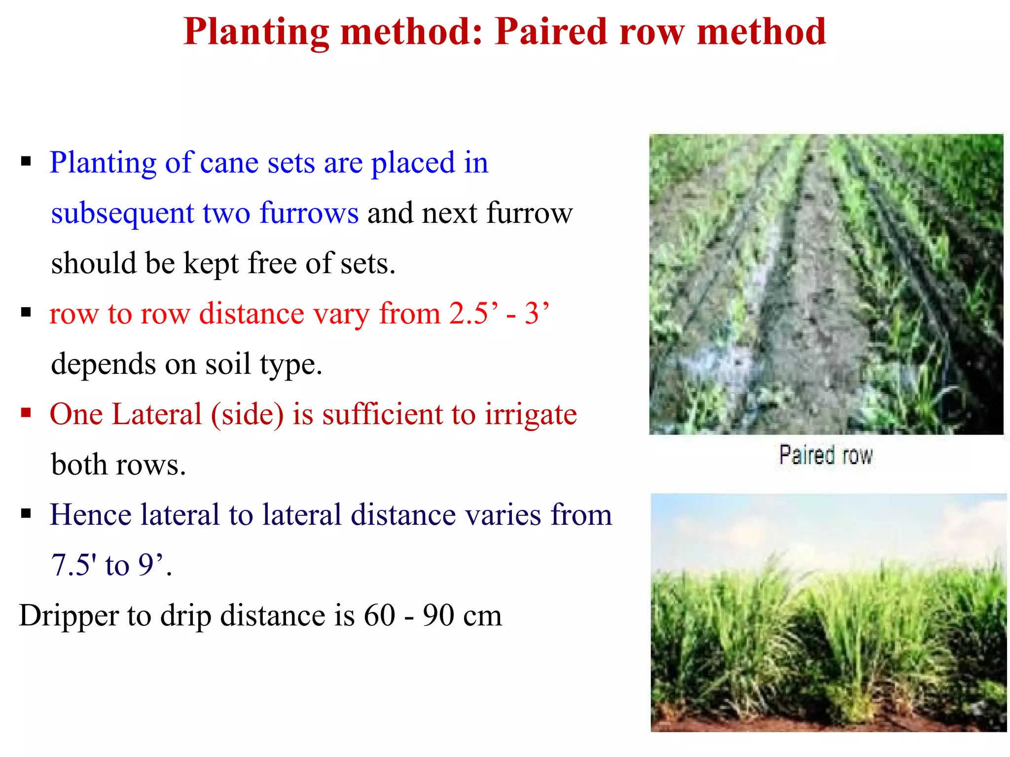 Planting method: Paired row method
 Planting of cane sets are placed in
subsequent two furrows and next furrow
should be kept free of sets.
 row to row distance vary from 2.5’ - 3’
depends on soil type.depends on soil type.
 One Lateral (side) is sufficient to irrigate
both rows.
 Hence lateral to lateral distance varies from
7.5' to 9’.
Dripper to drip distance is 60 - 90 cm
 