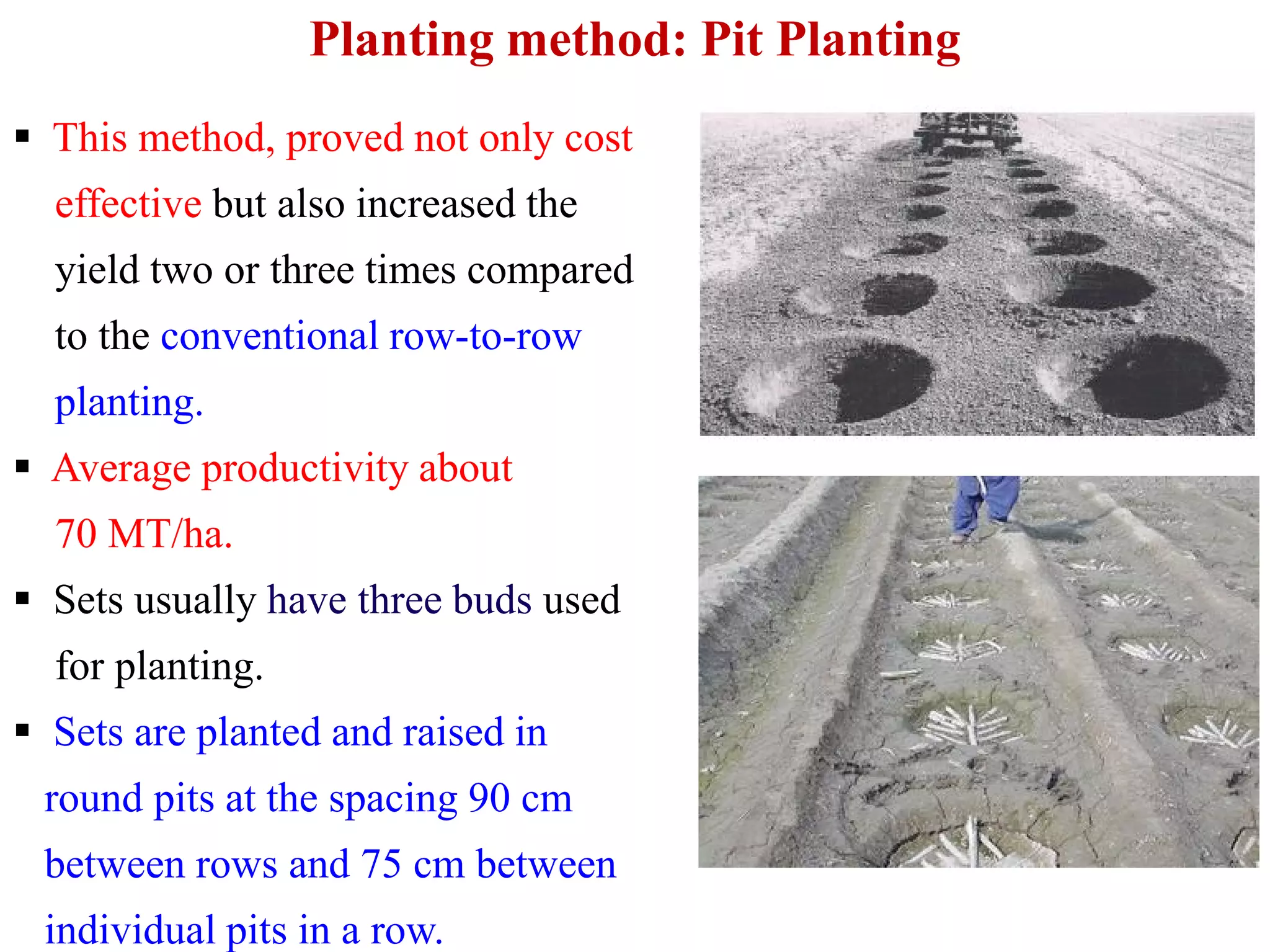 Planting method: Pit Planting
 This method, proved not only cost
effective but also increased the
yield two or three times compared
to the conventional row-to-row
planting.
 Average productivity about Average productivity about
70 MT/ha.
 Sets usually have three buds used
for planting.
 Sets are planted and raised in
round pits at the spacing 90 cm
between rows and 75 cm between
individual pits in a row.
 