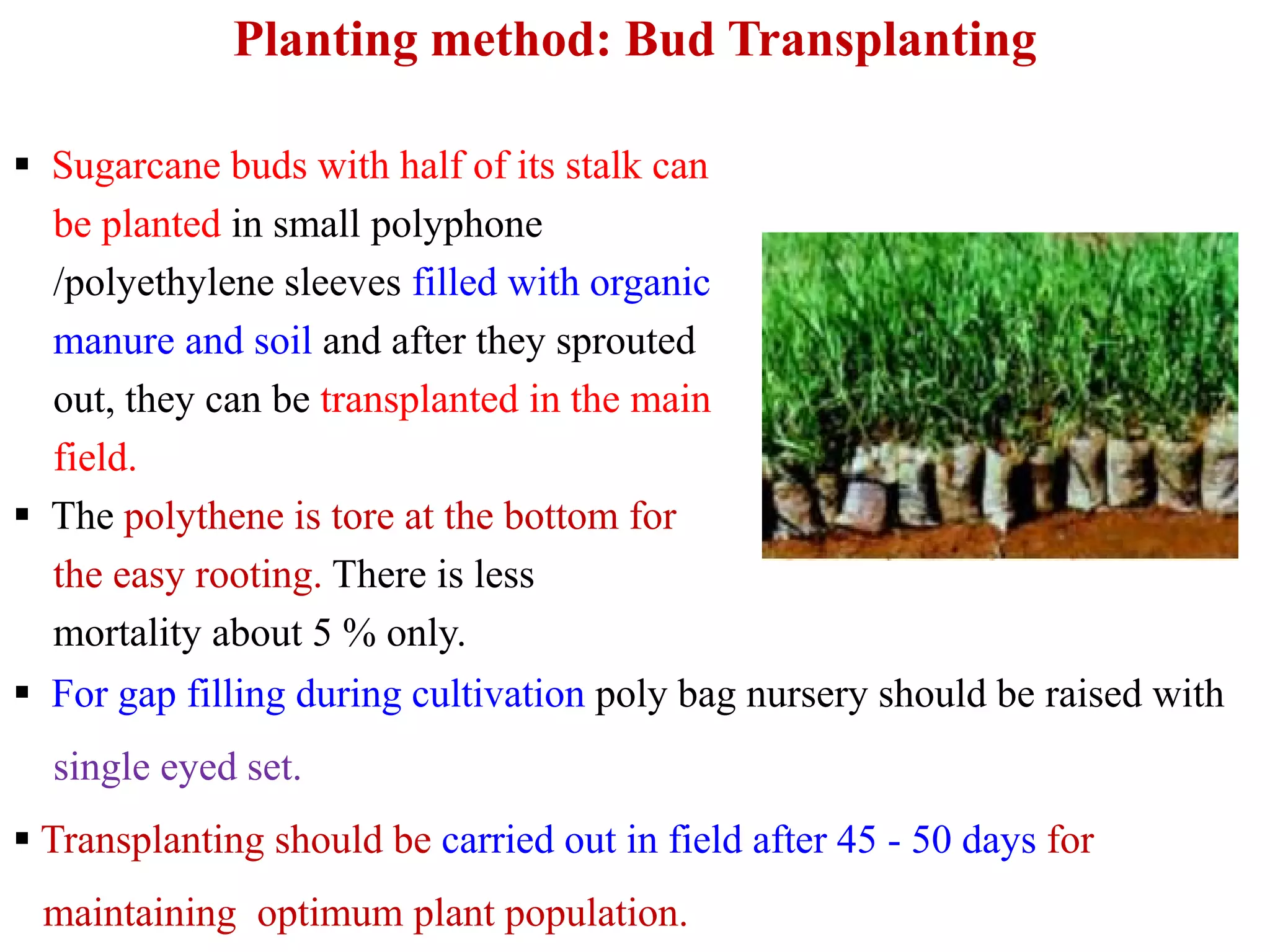 Planting method: Bud Transplanting
 Sugarcane buds with half of its stalk can
be planted in small polyphone
/polyethylene sleeves filled with organic
manure and soil and after they sprouted
out, they can be transplanted in the main
field.field.
 The polythene is tore at the bottom for
the easy rooting. There is less
mortality about 5 % only.
 For gap filling during cultivation poly bag nursery should be raised with
single eyed set.
 Transplanting should be carried out in field after 45 - 50 days for
maintaining optimum plant population.
 