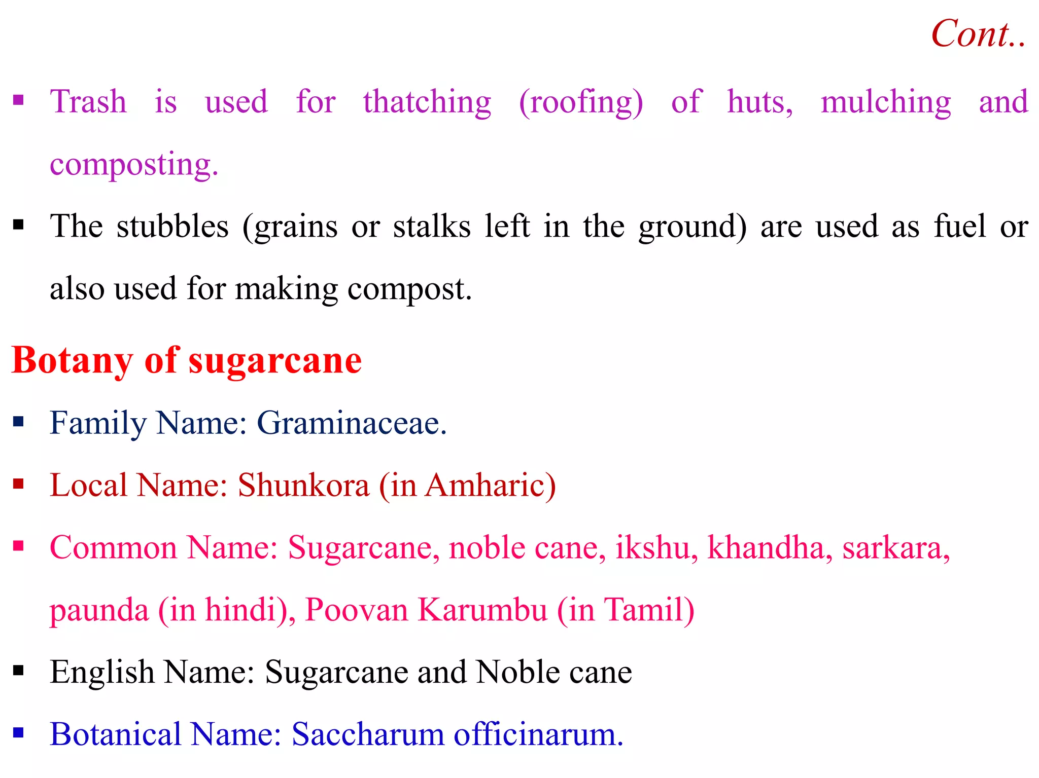  Trash is used for thatching (roofing) of huts, mulching and
composting.
 The stubbles (grains or stalks left in the ground) are used as fuel or
also used for making compost.
Botany of sugarcane
Cont..
 Family Name: Graminaceae.
 Local Name: Shunkora (in Amharic)
 Common Name: Sugarcane, noble cane, ikshu, khandha, sarkara,
paunda (in hindi), Poovan Karumbu (in Tamil)
 English Name: Sugarcane and Noble cane
 Botanical Name: Saccharum officinarum.
 