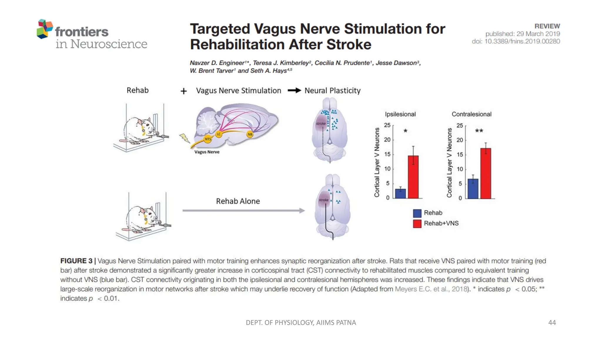 Basics of Vagal Nerve Stimulation (VNS) | PDF