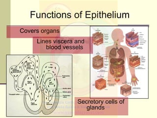 Covers organs
Functions of Epithelium
Secretory cells of
glands
Lines viscera and
blood vessels
 