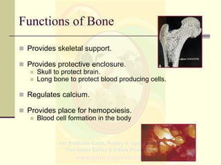 Basics of Veterinary Anatomy & Physiology