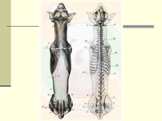 Carpal bones
Metacarpal bones
Phalanges (Digits)
1
2 3 4
5
 