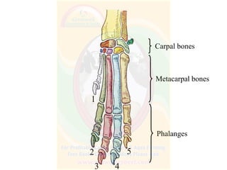 Carpal bones
Metacarpal bones
Phalanges
3 4
 