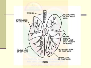 Basics of Veterinary Anatomy & Physiology