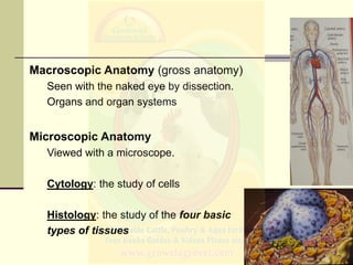 Macroscopic Anatomy (gross anatomy)
Seen with the naked eye by dissection.
Organs and organ systems
Microscopic Anatomy
Vi...