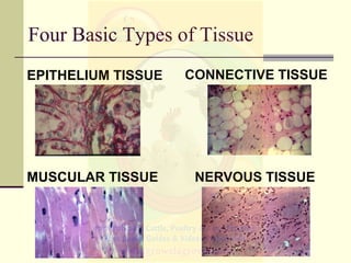 Four Basic Types of Tissue
EPITHELIUM TISSUE CONNECTIVE TISSUE
NERVOUS TISSUEMUSCULAR TISSUE
 