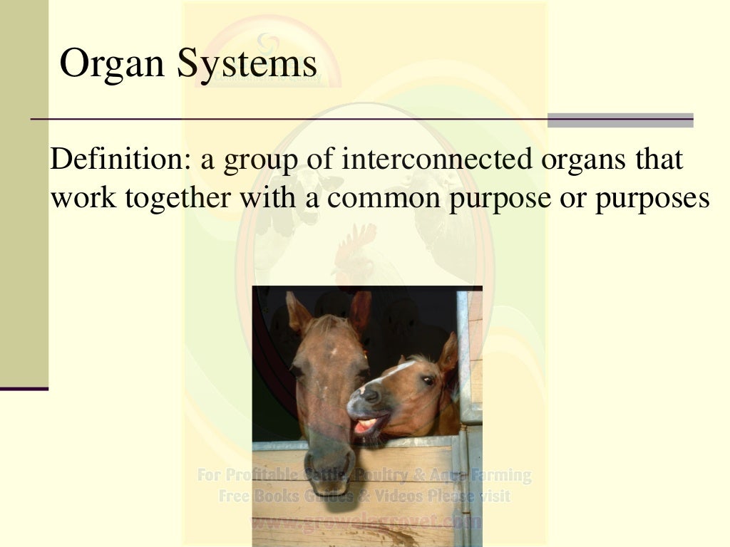 Basics of Veterinary Anatomy & Physiology