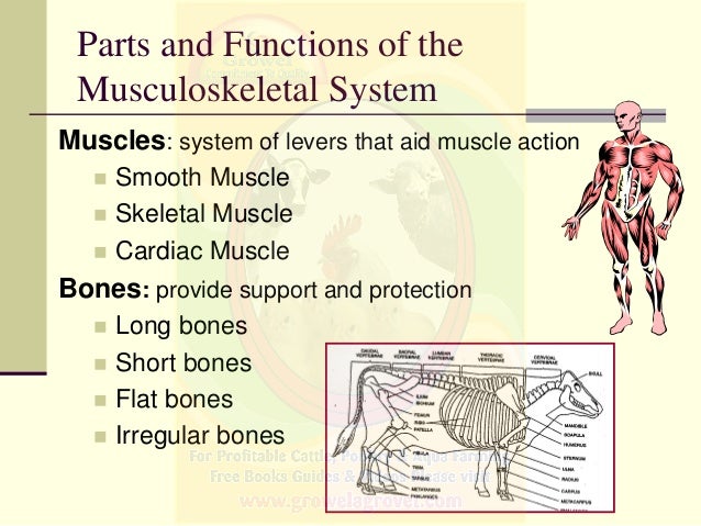 Basics of Veterinary Anatomy & Physiology