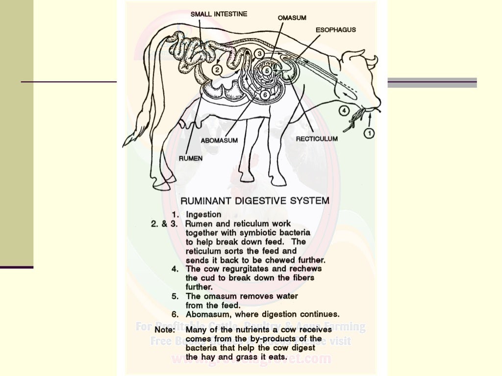 Basics of Veterinary Anatomy & Physiology