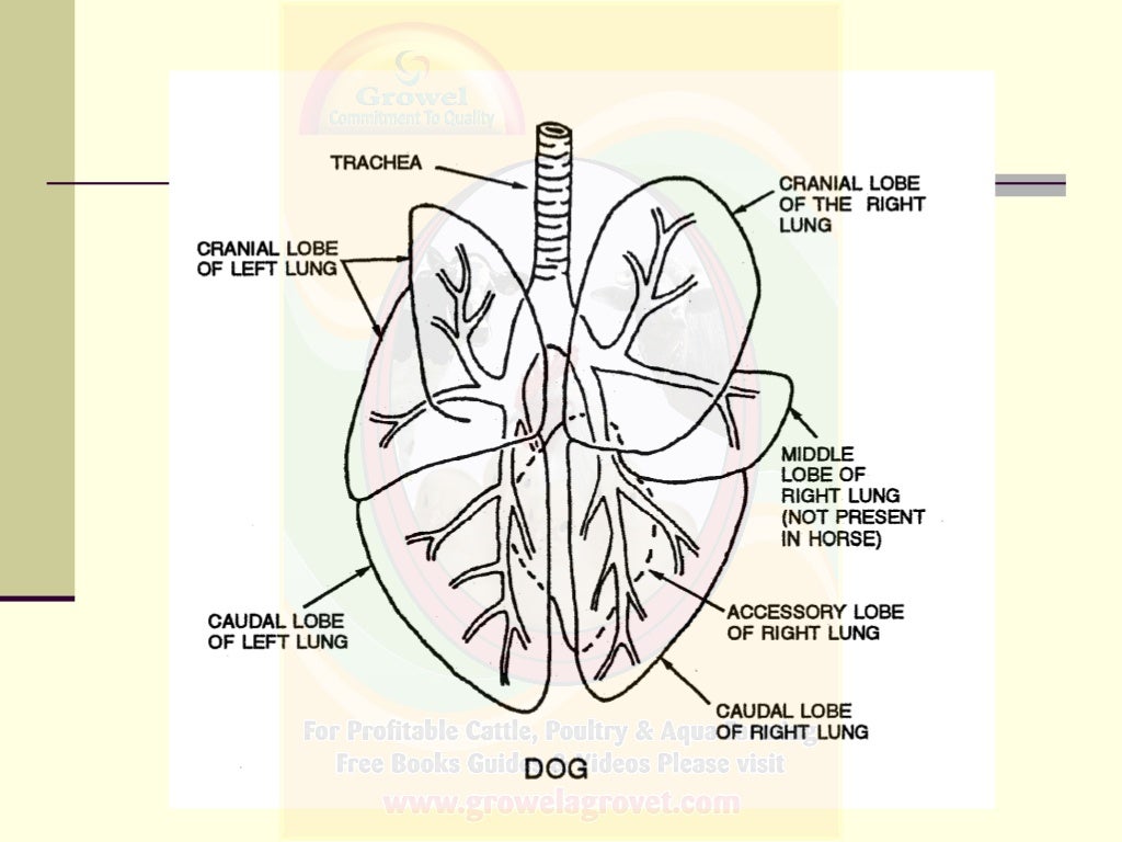Basics of Veterinary Anatomy & Physiology