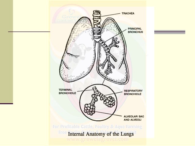 Basics of Veterinary Anatomy & Physiology