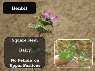Henbit




 Square Stem

    Hairy

No Petiole on
Upper Portions
 