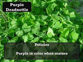 Purple
Deadnettle
 Henbit, deadnettle   pics




                 Petioles

      Purple in color when mature
 