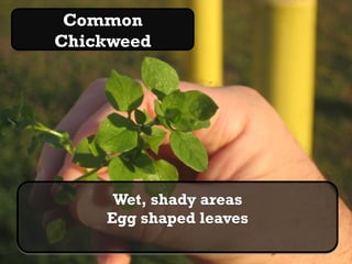 Common
   Chickweed
 Chickweed   pic




           Wet, shady areas
          Egg shaped leaves
 