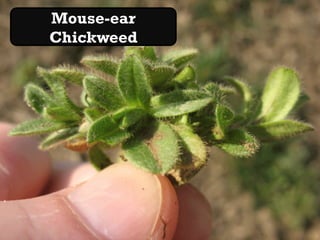 Mouse-ear
Chickweed
 