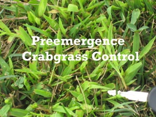 Preemergence
Crabgrass Control
 