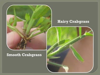Hairy Crabgrass




Smooth Crabgrass
 