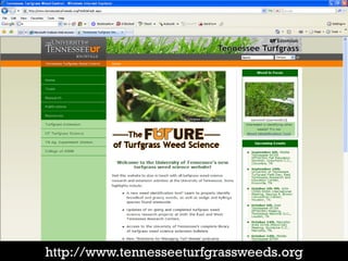 http://www.tennesseeturfgrassweeds.org
 