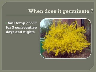   Soil
      temp ≥55°F
for 3 consecutive
days and nights
 