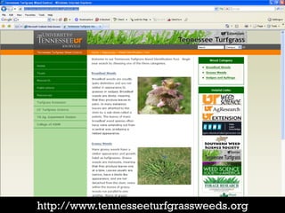 http://www.tennesseeturfgrassweeds.org
 