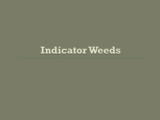 Indicator Weeds
 