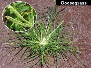 Goosegrass
 
