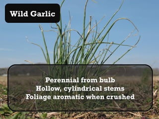 Wild Garlic




         Perennial from bulb
      Hollow, cylindrical stems
   Foliage aromatic when crushed
 