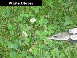 White Clover
               clover
 