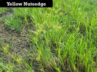Yellow Nutsedge
                              Nutsedge
 Bermuda   infestation pic
 