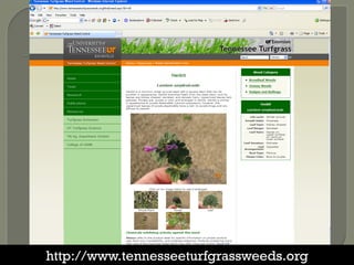 http://www.tennesseeturfgrassweeds.org
 