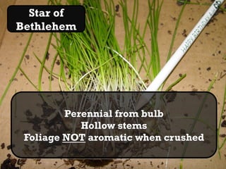 Star of
Bethlehem
 Sob   pic




          Perennial from bulb
             Hollow stems
  Foliage NOT aromatic when crushed
 