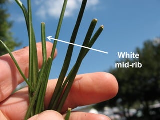 White
mid-rib
 