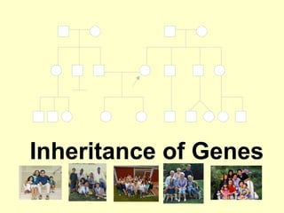 Inheritance of Genes
 