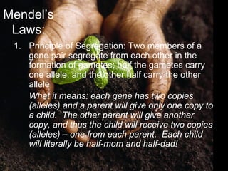 Mendel’s
Laws:
1. Principle of Segregation: Two members of a
gene pair segregate from each other in the
formation of gametes; half the gametes carry
one allele, and the other half carry the other
allele
What it means: each gene has two copies
(alleles) and a parent will give only one copy to
a child. The other parent will give another
copy, and thus the child will receive two copies
(alleles) – one from each parent. Each child
will literally be half-mom and half-dad!
 