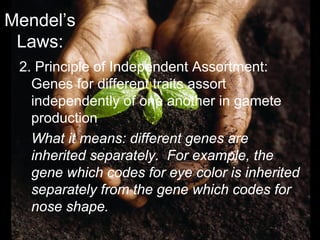 Mendel’s
Laws:
2. Principle of Independent Assortment:
Genes for different traits assort
independently of one another in gamete
production
What it means: different genes are
inherited separately. For example, the
gene which codes for eye color is inherited
separately from the gene which codes for
nose shape.
 